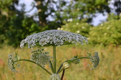 Giant Hogweed cloesup by Frank-Schwichtenberg (https://commons.wikimedia.org/wiki/File:Heracleum_mantegazzianum_07.JPG), „Heracleum mantegazzianum 07“, https://creativecommons.org/licenses/by/3.0/legalcode 
