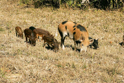 feral female swine with young