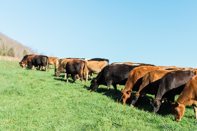 various black and brown cattle in pasture on hillside in sun
