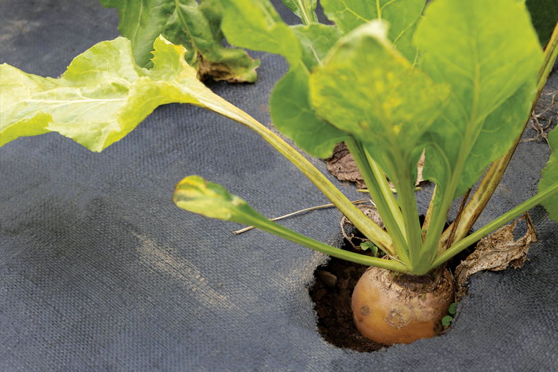 Foliage and top of rutabaga poking out of soil, surrounded by sheet of black garden fabric.  