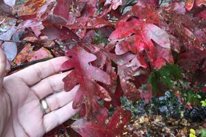 Hand holding up a leaf from a white oak tree. The leaf is red from fall coloring. 