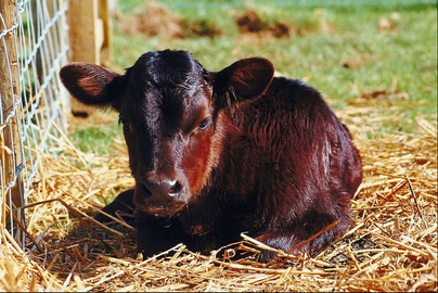 black calf laying in straw in sunlight
