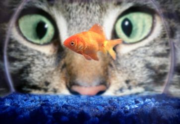 photo of cat looking at goldfish