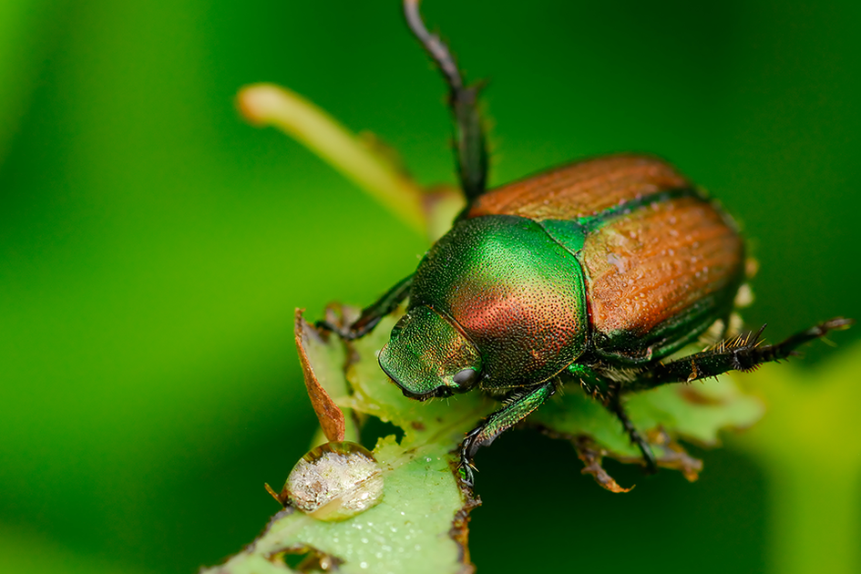 Japanese Beetles, Extension