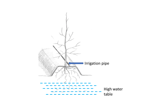 Diagram showing how to plant a tree on a berm above the high water table to avoid waterlogging, and where to include an irrigation pipe.