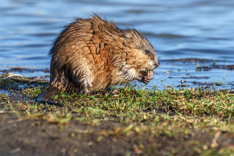 A muskrat eating next to a water source.