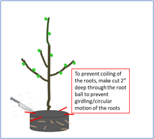 Cutting through the root ball to prevent coiling and girdling root. Graphic reads, "To prevent coiling of the roots, make cut 2" deep through the root ball."