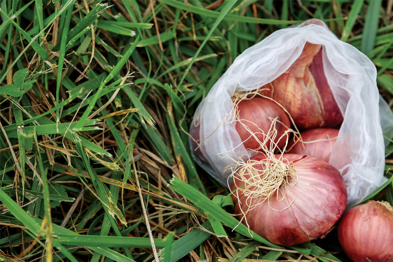 Winter potato onions spilling out of mesh bag onto grass.