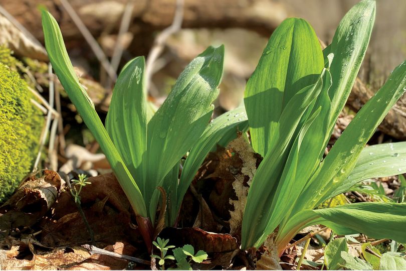 Bunches of wild ramps along forest floor in spring.