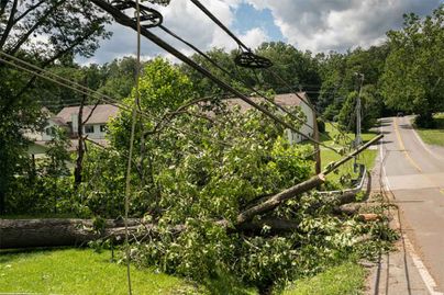 A fallen tree lays across a powerline next to a rural road as a result of storm damage.