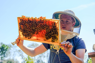 beekeeper inspecting a honey comb
