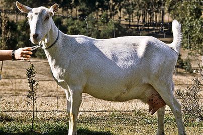 White Dairy Goat