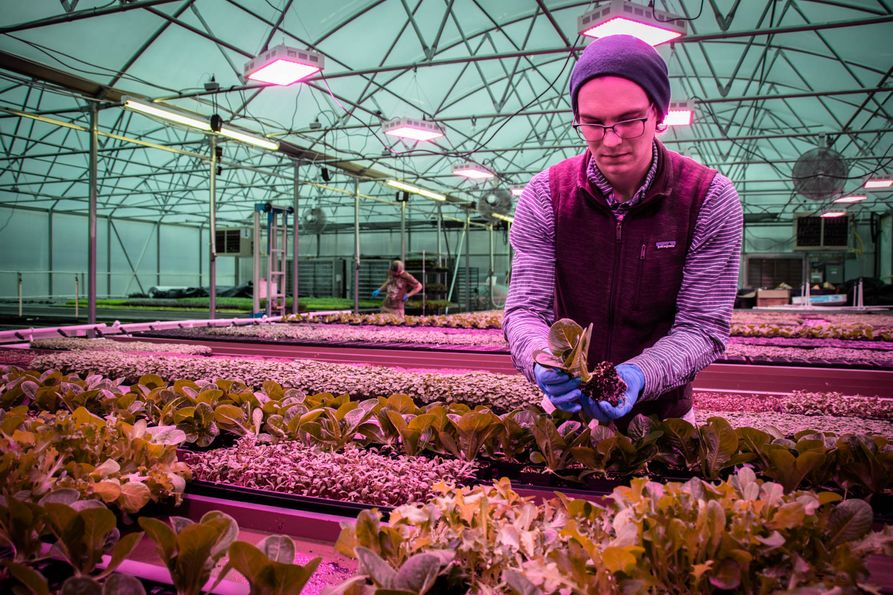 Jordon Masters working with romaine lettuce in his greenhouse