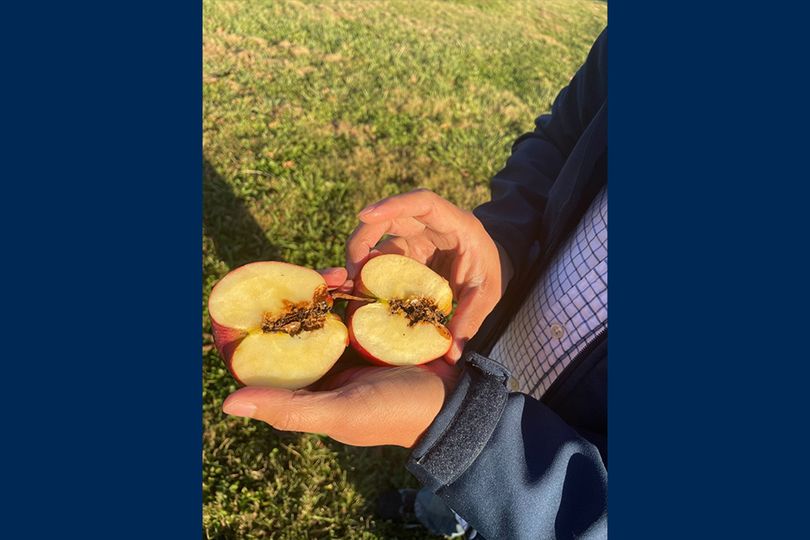 Carlos Quesada, statewide entomologist with WVU Extension, holds an apple that’s been damaged by codling moths.