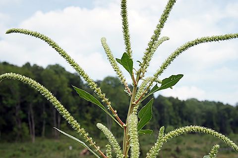 A pigweed (Amaranthus palmeri) prevalent in genetically engineered cropping systems that has evolved resistance to the commonly used herbicide glyphosate. (Photo credit: R. Chandran)