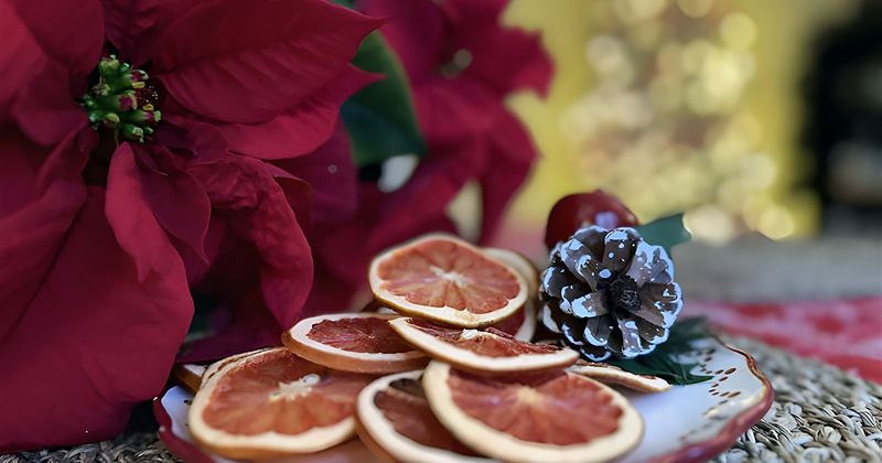 A bright red poinsettia on a table with a decoration using dried orange slices and pine cones
