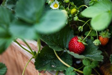 Strawberry plant with a few small strawberry fruits sprouting.