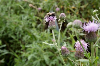 Canada Thistle flower with bumble bee