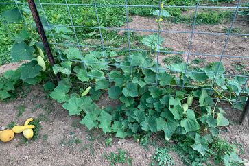 Cucumbers grow on a wire garden fence.