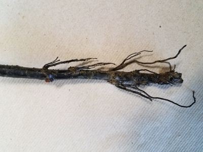 Showing root asphyxia, or dead roots due to lack of oxygen.