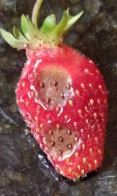 Black sunken lesions on strawberry fruit indicating anthracnose fruit rot.