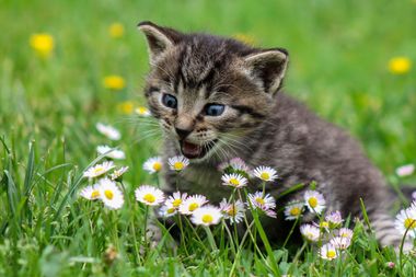 Kitten in field with daisies