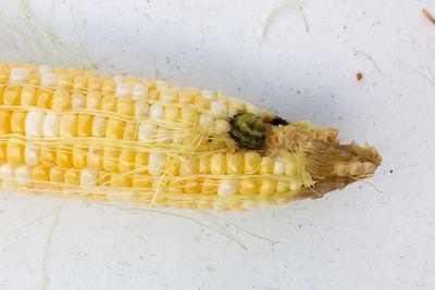 ear of corn with a green worm eating the kernels