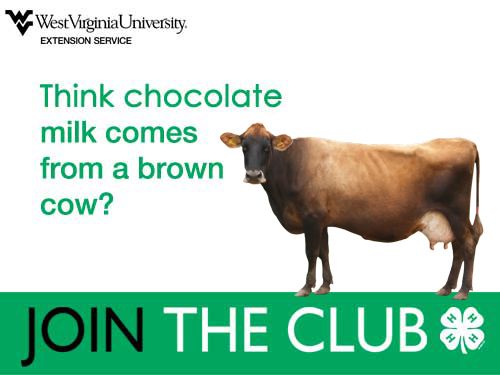 WVU Extension 4-H Livestock. Think chocolate milk comes from a brown cow? Join the Club.