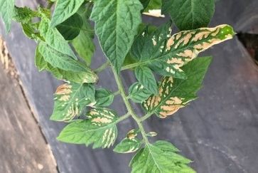 Cold injury on tomato leaves (dead areas between the veins) in a high tunnel without supplemental heating.