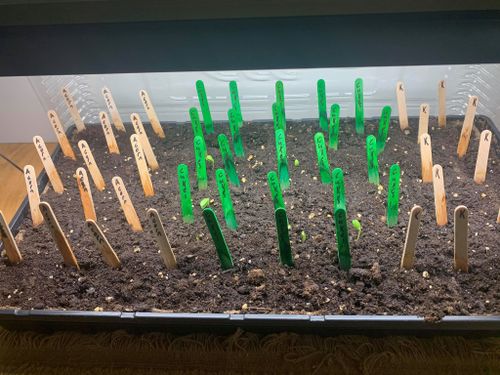 Seed tray with grow light