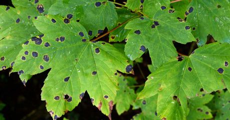 Tar spots on maple leaves.