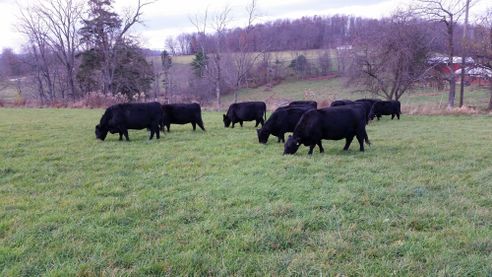Black cattle in pasture