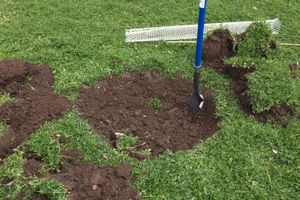 Wide shallow hole dug in ground for tree seedling.