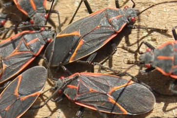 A cluster of boxelder bugs on a wood plank.
