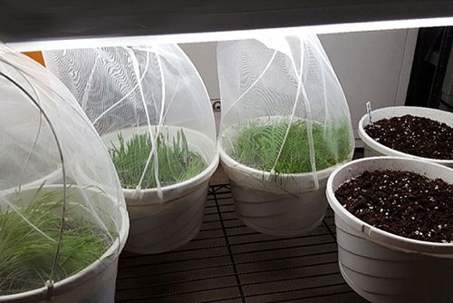 plants in containers under flourescent lighting