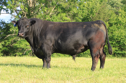 example of large black bull in field displayed as preference for breeding and genetics