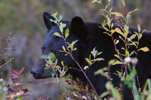 Black bear watching through brush