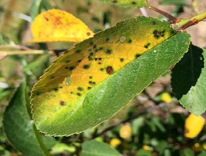 Cherry leaf spot lesions on leaf surface.
