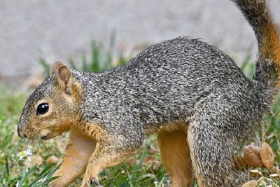 Eastern fox squirrel on a lawn.