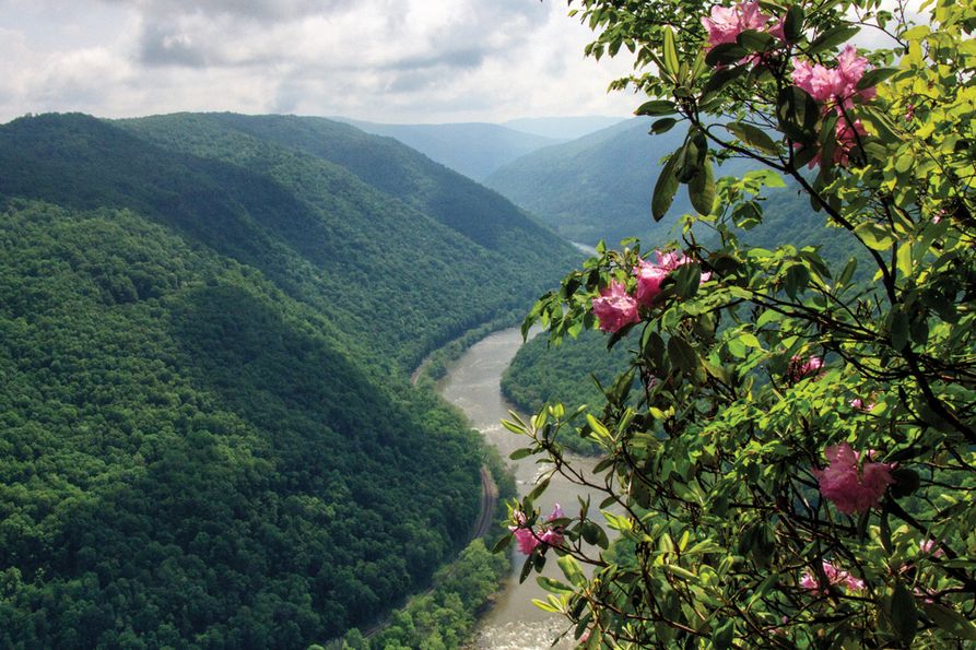 Aerial view of New River Gorge with pink flowers in forefont.
