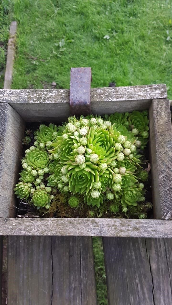 Hen and chicks of a succulent plant.
