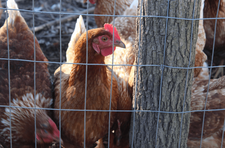 chickens behind a wire fence and wood post