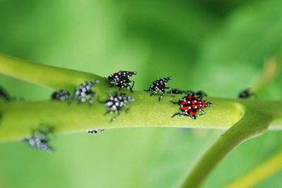 spotted lanternfly nymphs on a green branch