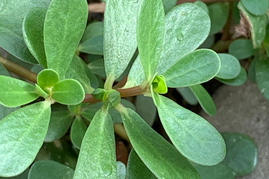 Close-up of common purslane leaves.