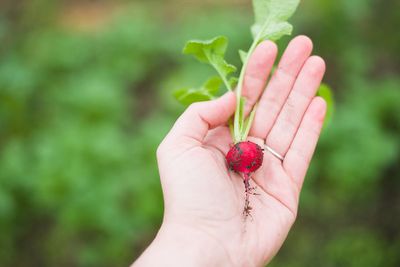 radish held in the palm of a hand