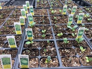 Dead crucifer seedlings in plastic plug trays due to high soluble salt in growing medium.