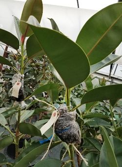 Ficus propagated by air layering