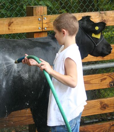 Boy washing black steer