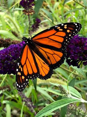 Monarch butterfly on purple flower.
