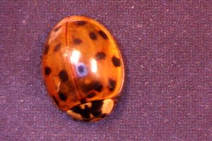 Lady beetle example.